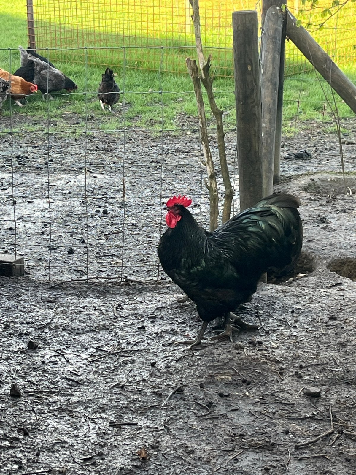 Australorp haan van 2025, Dieren en Toebehoren, Mannelijk, Kip