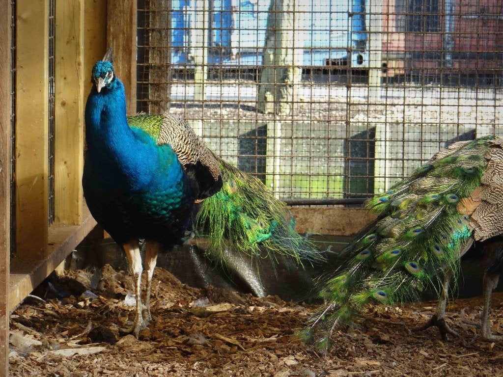 Blauwe pauwen | Deskundig advies, Meerdere dieren, Overige soorten
