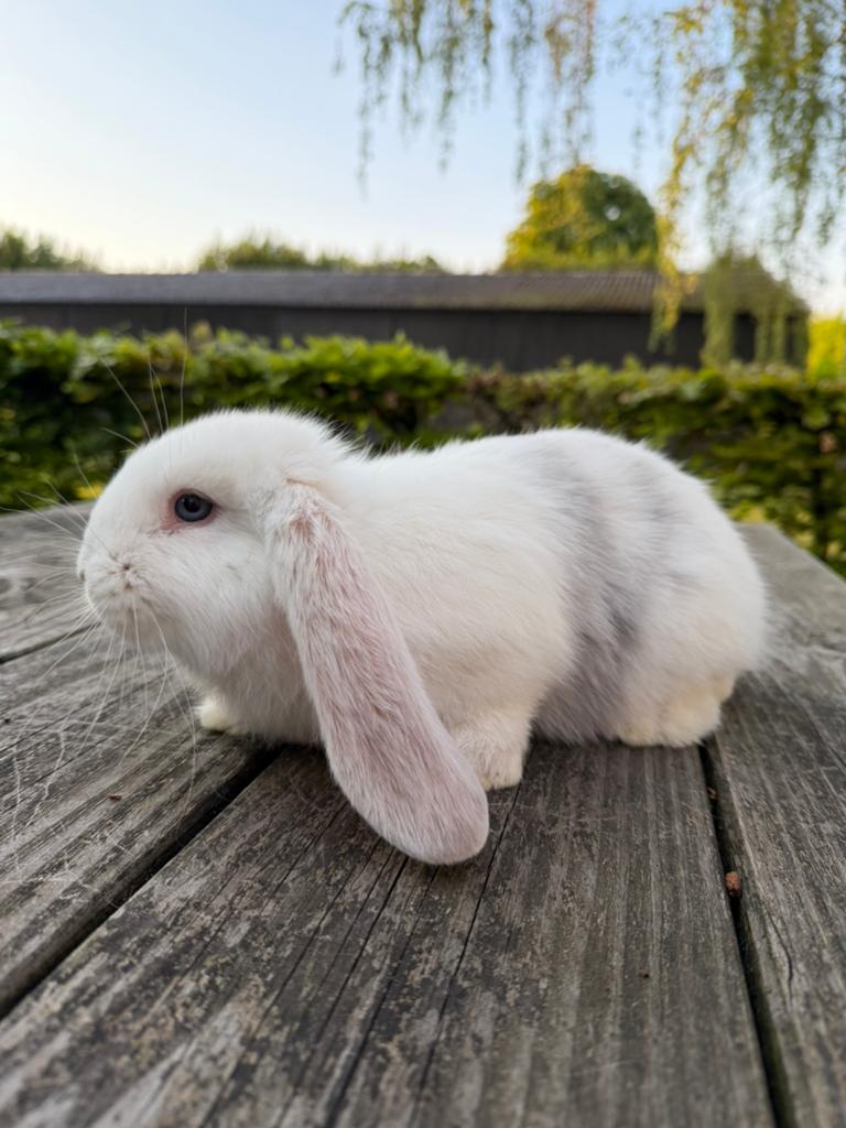 Lieve franse hangoor voedster, Dieren en Toebehoren, Vrouwelijk, Groot, Hangoor, 0 tot 2 jaar
