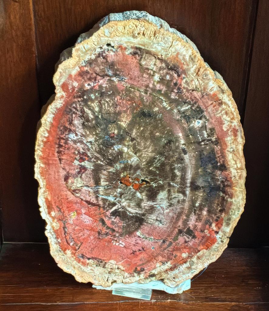 Versteende decoratieve boomstam, Minder dan 45 cm, Minder dan 55 cm, Rond, Nieuw