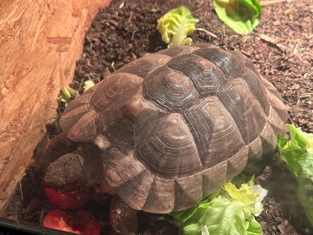 1.1 testudo marginata Tortoise - unknown for sale from Wouter