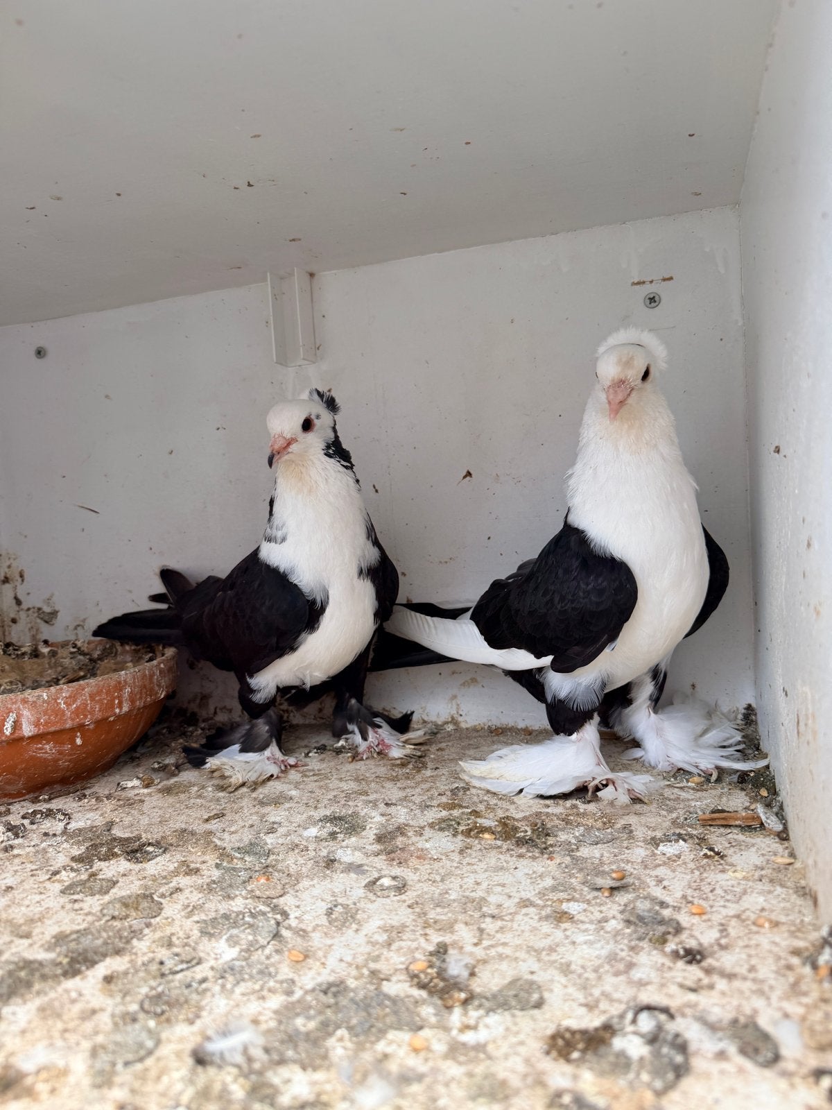 Te koop: koppel Iraakse duivengoede . Bij stuur een bericht., Meerdere dieren