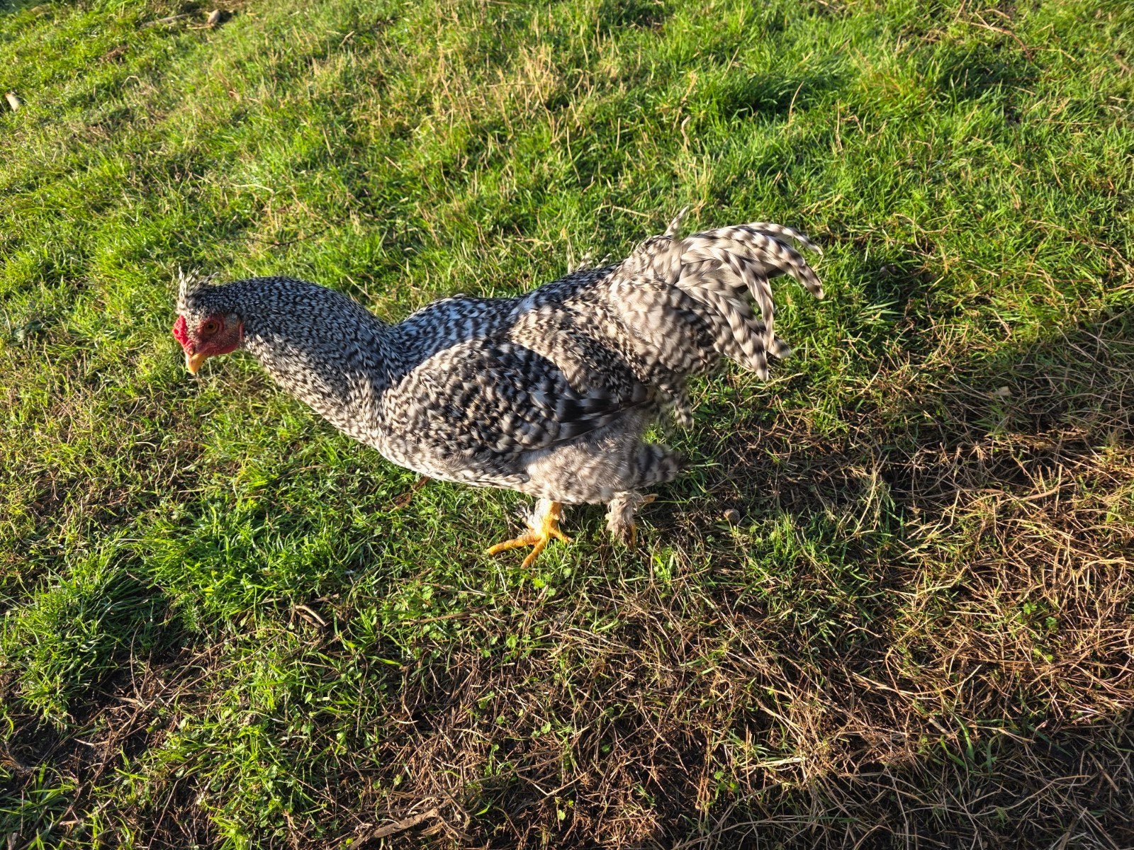 haantjes Schijndelaar Marans Araucana kleurleggers, Dieren en Toebehoren, Mannelijk, Kip