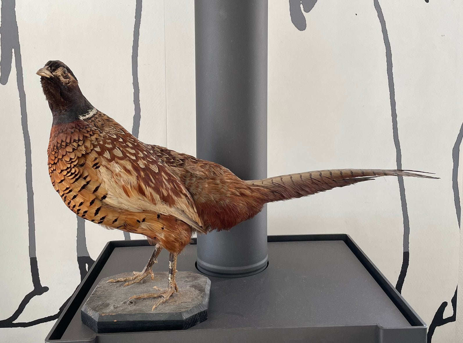 Opgezette fazant. Taxidermie, Ophalen, Zo goed als nieuw, Vogel, Opgezet dier