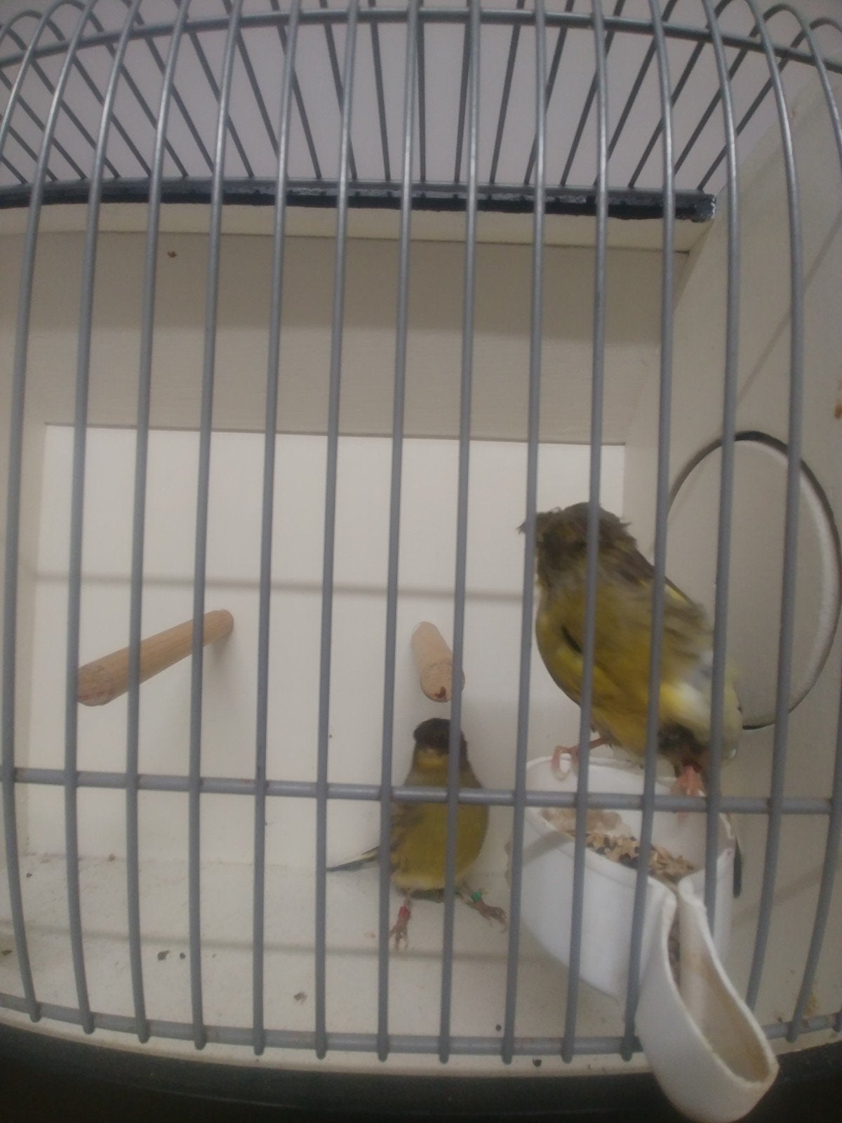 Twee kopples Gloster kanarie, Dieren en Toebehoren