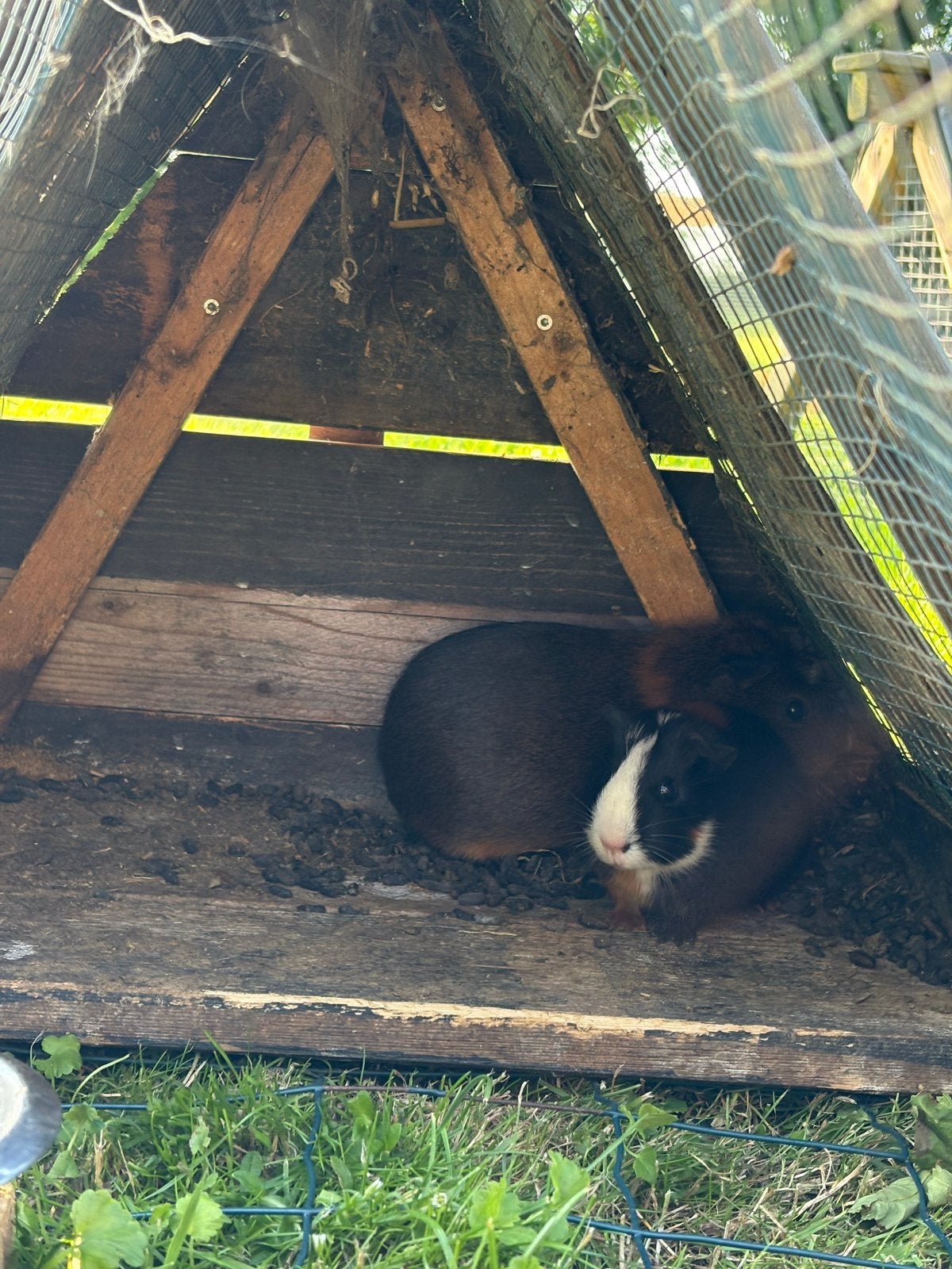 Cavia zeugjes, Dieren en Toebehoren, Knaagdieren, Cavia, April, Vrouwelijk, Tam