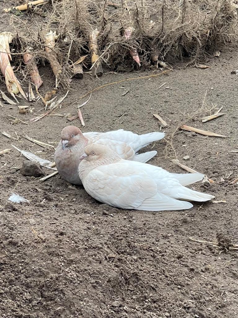Mooie kleurpostduiven, Dieren en Toebehoren, Meerdere dieren