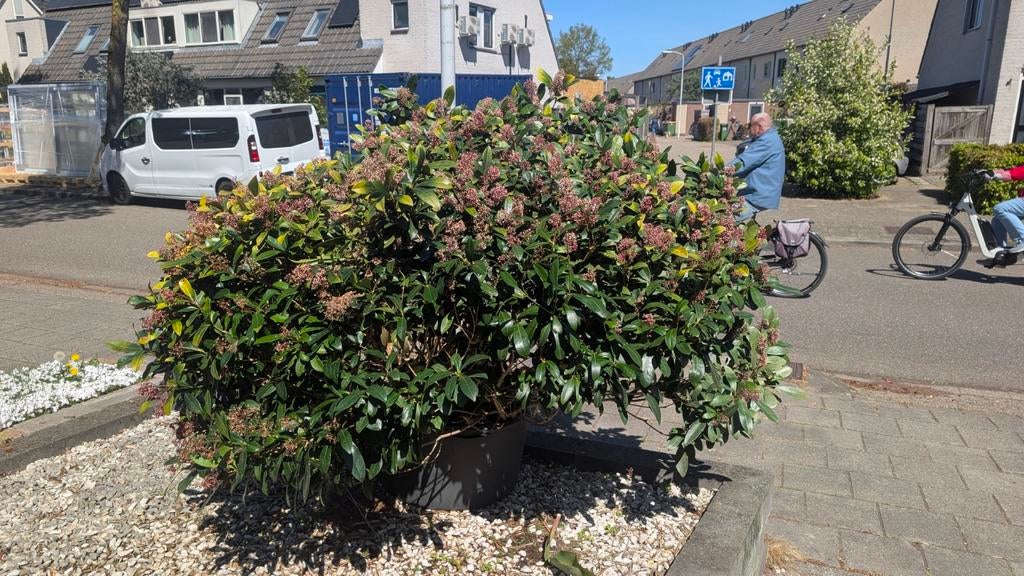 Gratis af te halen: Grote gezonde Skimmia (zonder pot), Ophalen