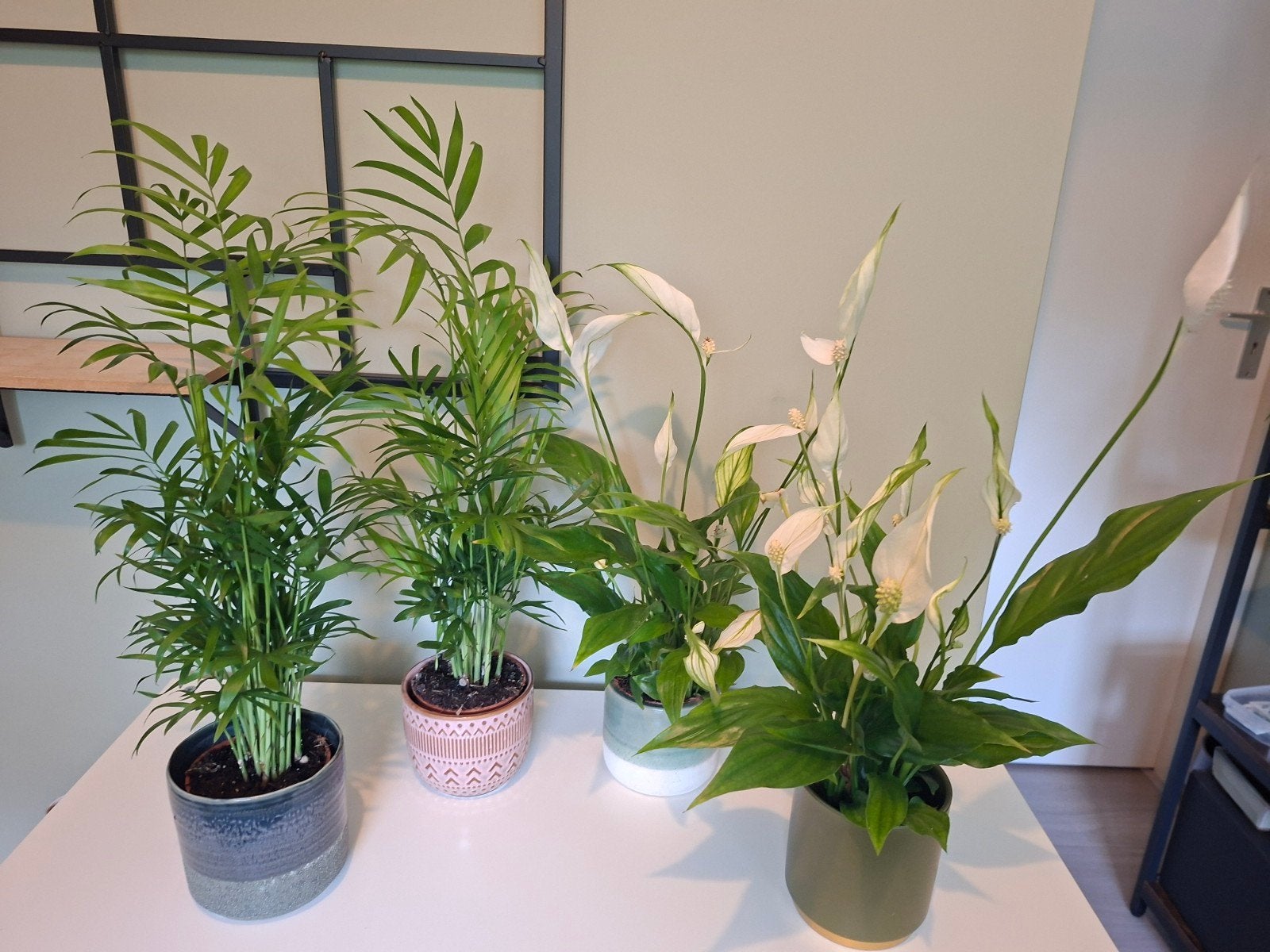 Kamerplanten Yucca palm Vredesplant Spathiphyllum, Ophalen, Palm, Halfschaduw, In pot