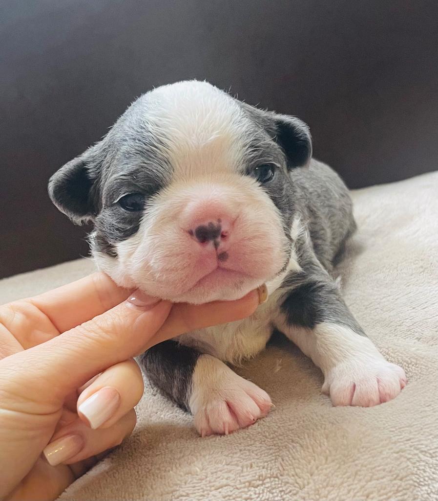 Schitterend mooie Boston terriër pups alle kleuren !, Overige rassen, 8 tot 15 weken, Parvo, Meerdere dieren