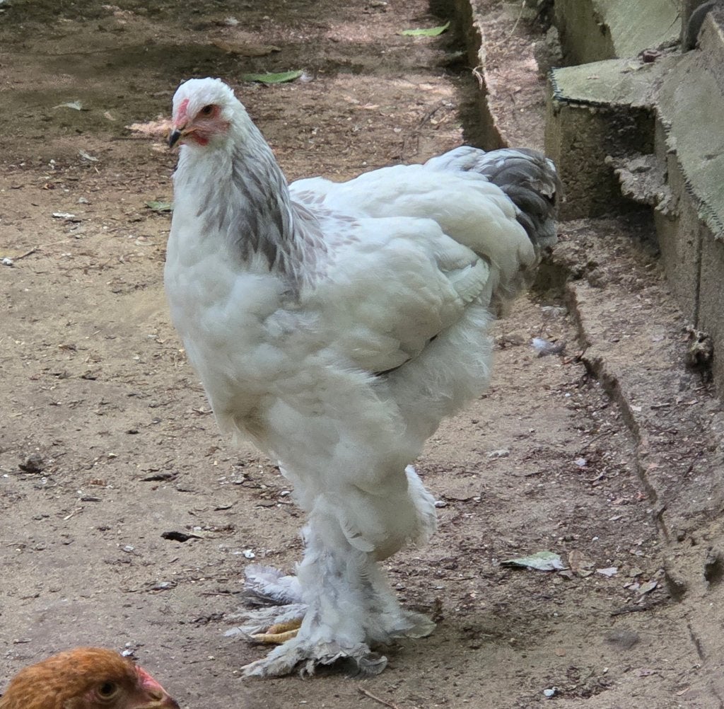 Brahma colombia/colombia blauwe haantjes, Dieren en Toebehoren, Mannelijk, Kip