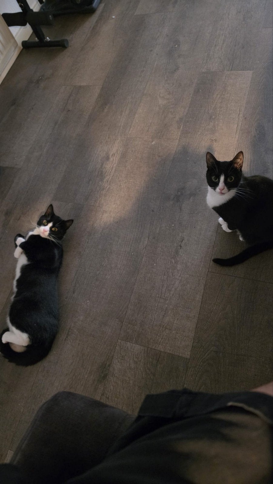 tweeling katten, Dieren en Toebehoren, Katten en Kittens | Overige Katten, Meerdere dieren, Kortharig, 0 tot 2 jaar