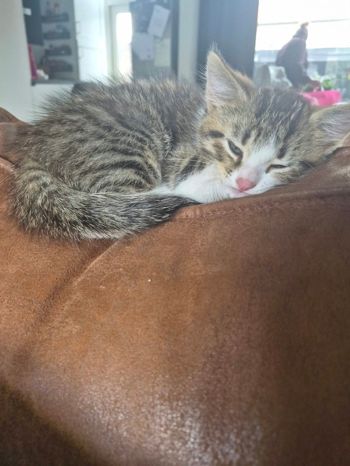 2 half siberische kittens, Meerdere dieren