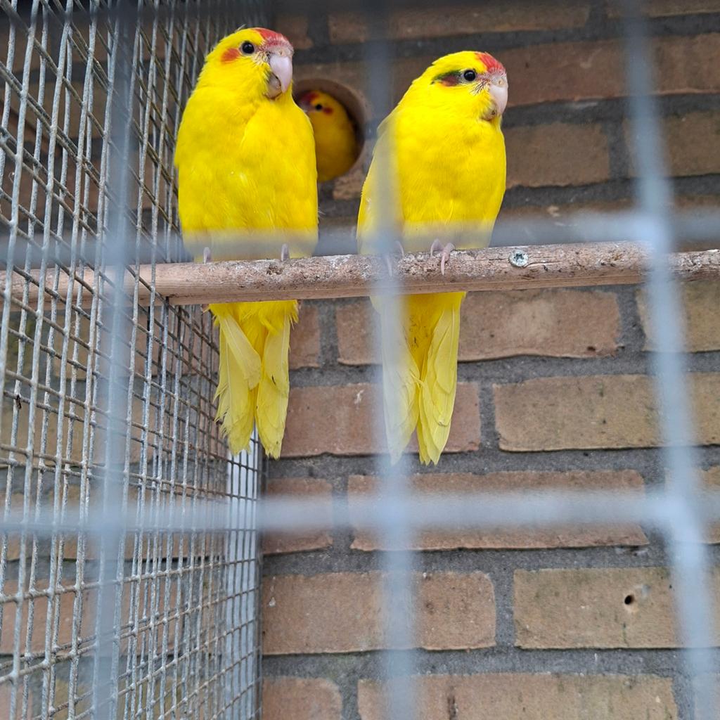 Gele kakariki's, Dieren en Toebehoren, Vogels | Parkieten en Papegaaien, Meerdere dieren, Parkiet, Geringd