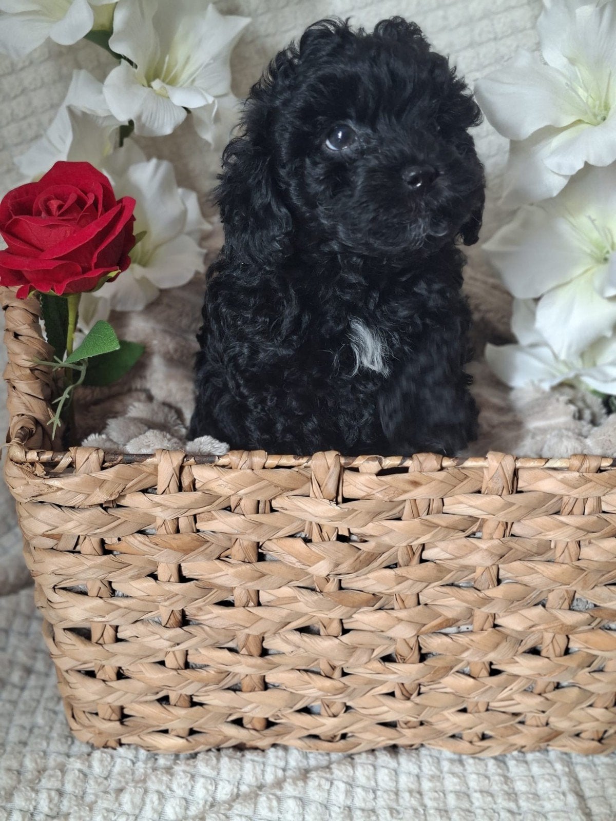 ️ 💙💙SPEELSE YORKIPOO PUPS 💙💙, Dieren en Toebehoren, Overige rassen, 8 tot 15 weken, CDV (hondenziekte), Meerdere