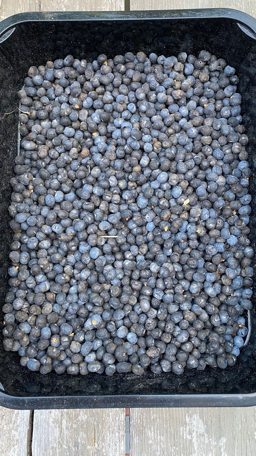 Trachycarpus Fortunei zaden, Ophalen, Voorjaar, Volle zon, Zaad