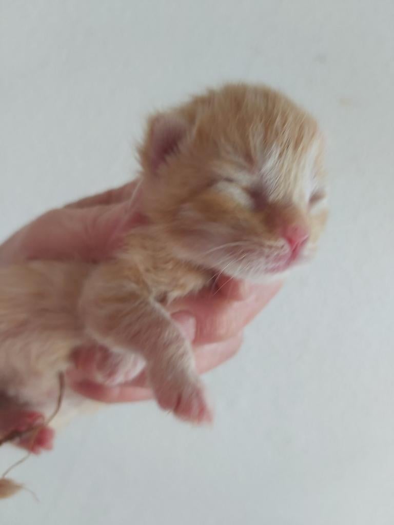Prachtige abricot/ beige Maine Coon kittens, Dieren en Toebehoren, Meerdere dieren, Gechipt