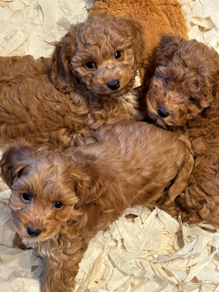 Super knappe mini Doodles ( Maltipoo ) Div kleuren, Poedel, Parvo, Nederland, 8 tot 15 weken