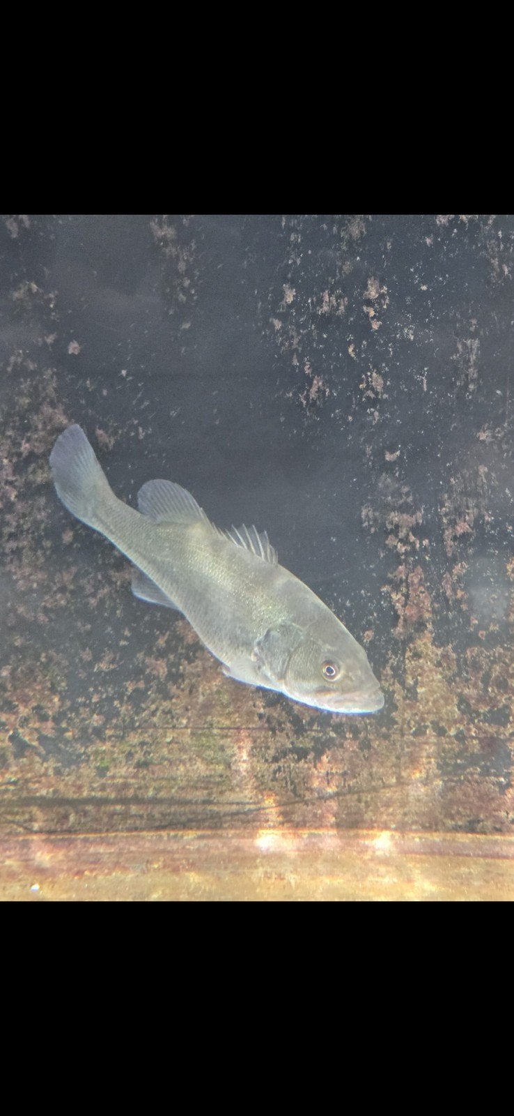 Snoekbaars 15 cm
