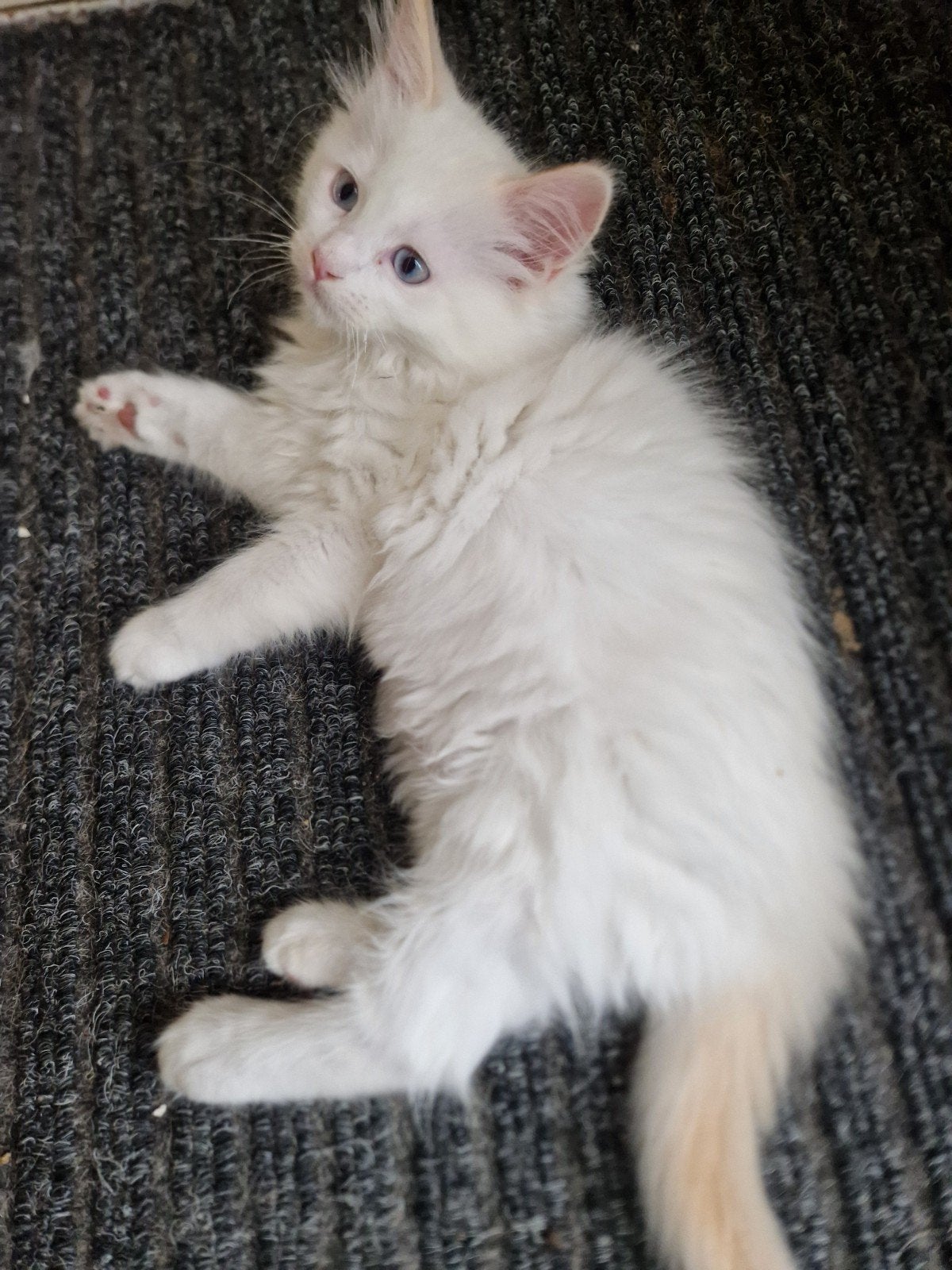 ragdol kater raszuiver, Dieren en Toebehoren, Meerdere dieren, Ontwormd