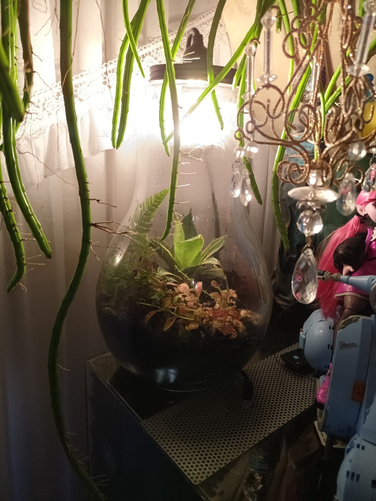 Terrarium met LED-verlichting - 40cm hoog, 22cm breed, Ophalen, Gebruikt, Meerkleurig, Modern