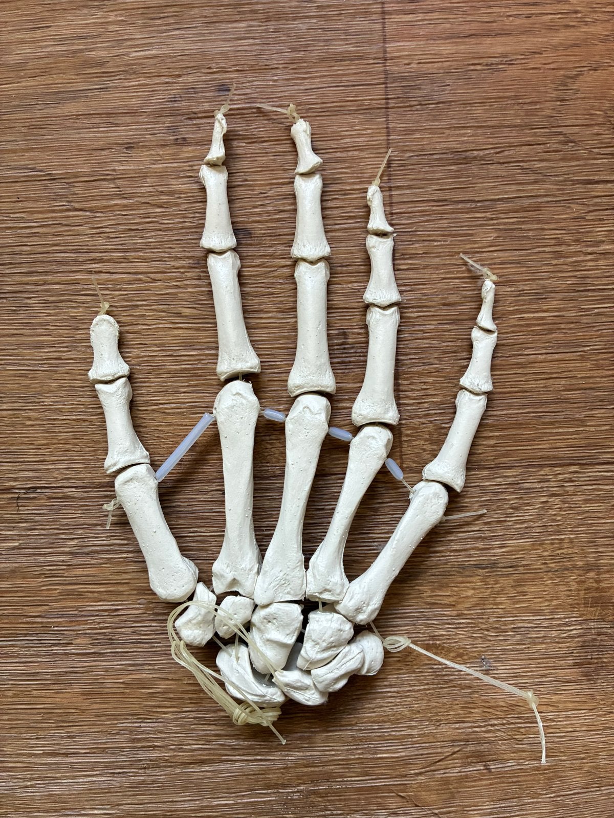 Skelet hand model voor decoratie of educatie, Ophalen of Verzenden, Gebruikt