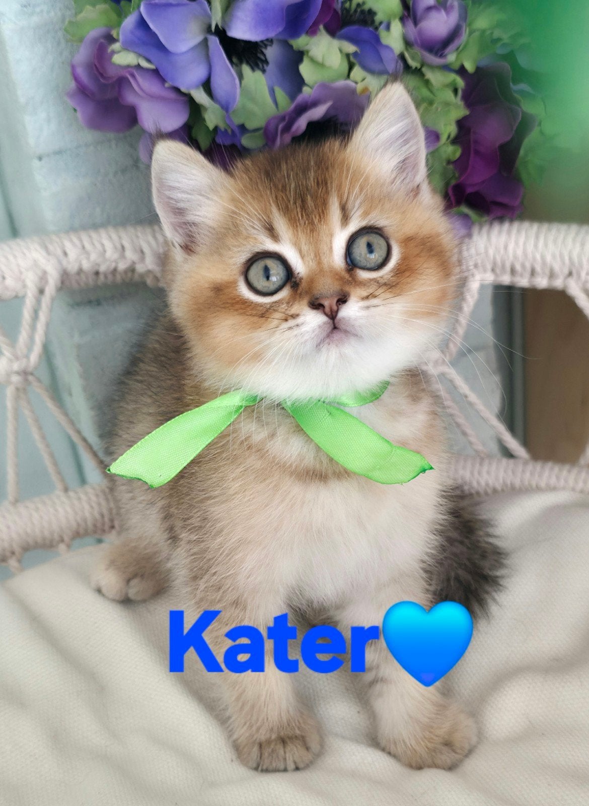 Britshekorthaar Kater, Meerdere dieren