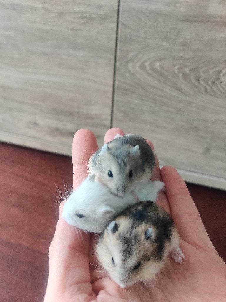 Tamme lieve dwerghamsters uit het hamsterhuis, Dieren en Toebehoren, Hamster, Juni, Meerdere dieren, Tam