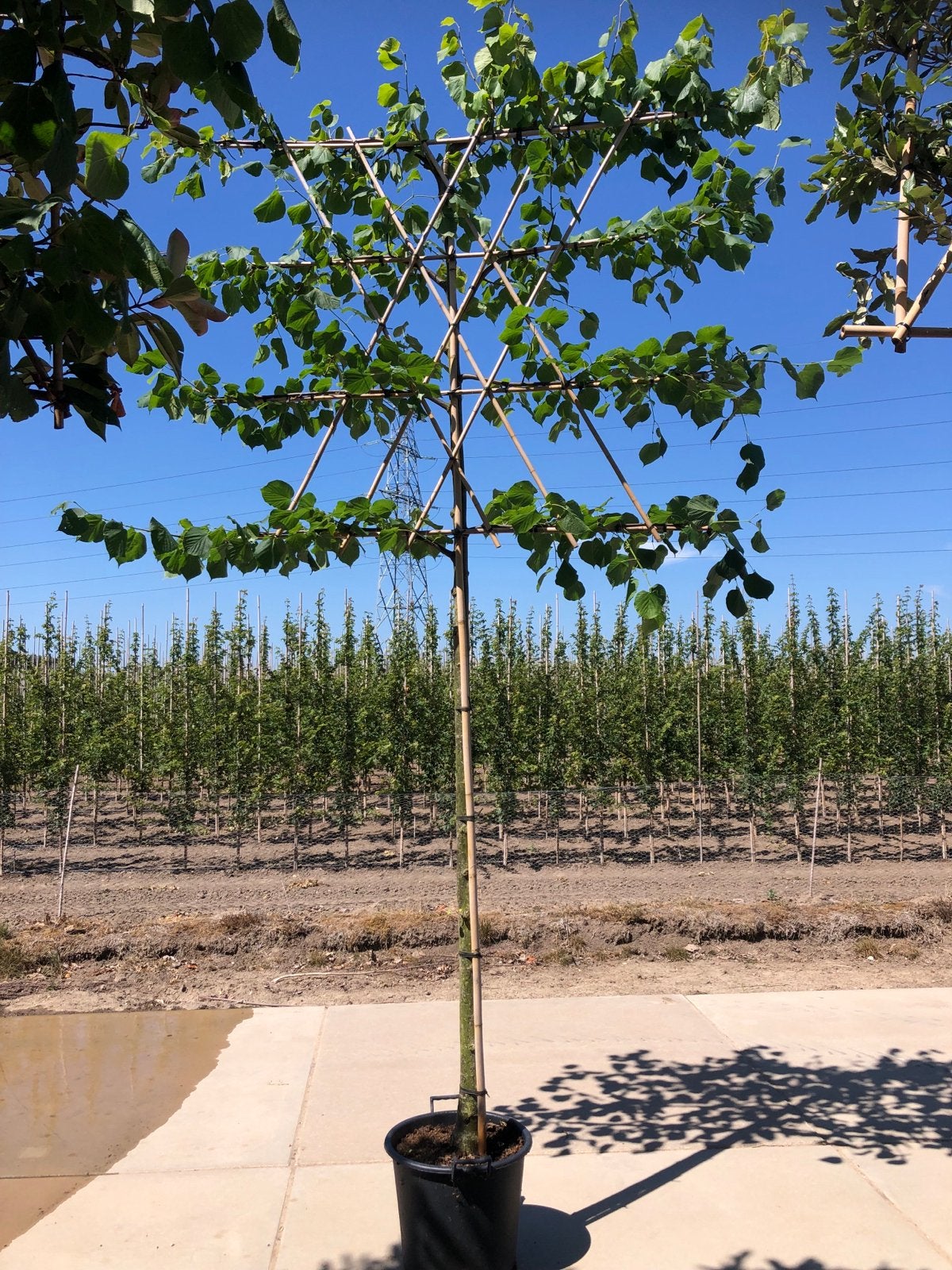 Linde leiboom - Prachtige en functionele boom, Leiboom, Ophalen of Verzenden, 250 tot 400 cm, Zomer
