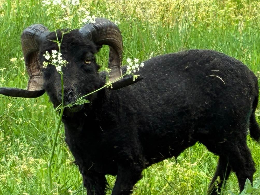 Ouessant-schaap te koop, Dieren en Toebehoren, Mannelijk, Schaap