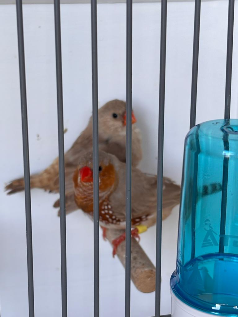 Mooi koppel oranjeborst isabel bruin zebravinken, Dieren en Toebehoren, Vogels | Overige Vogels, Meerdere dieren, Tropenvogel