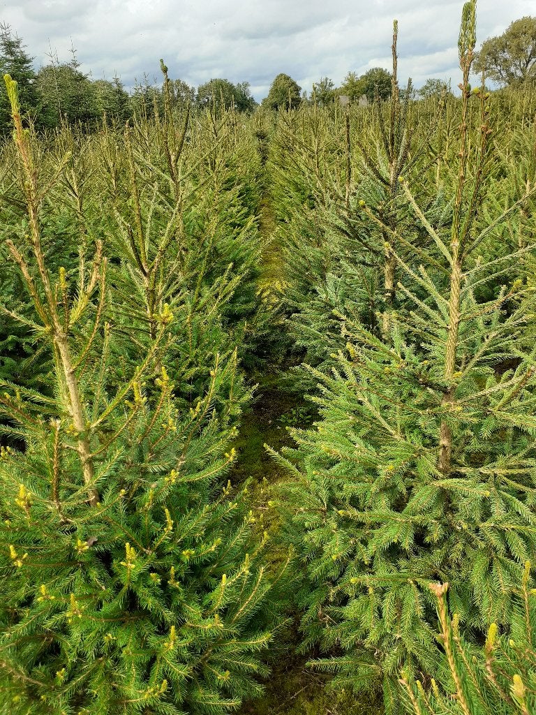 kerstbomen  picea abies met kluit en boomnet €10.00, Bloeit niet, Overige soorten, 100 tot 250 cm, Ophalen