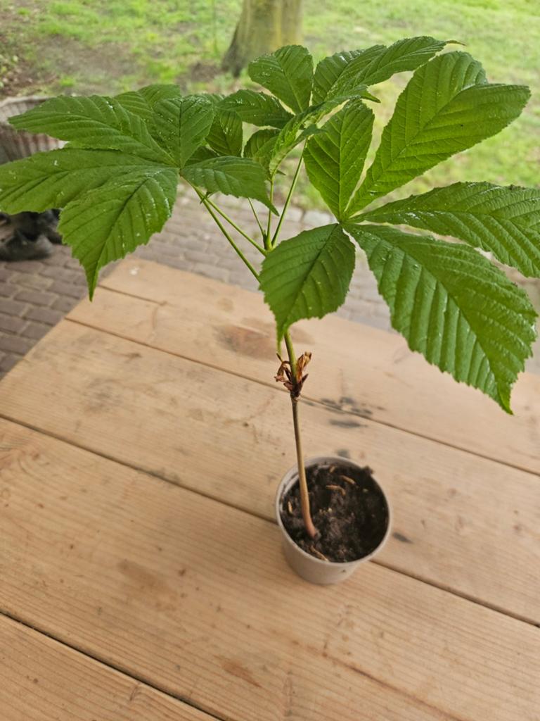 Wilde Kastanjeboom - 40 cm - 40 stuks, Tuin en Terras, Volle zon, Vaste plant, Lente, Ophalen