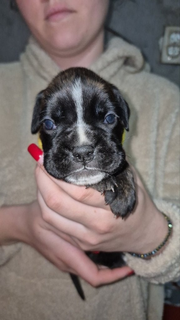Boxer pups, Overige rassen, 8 tot 15 weken, Meerdere, Meerdere dieren