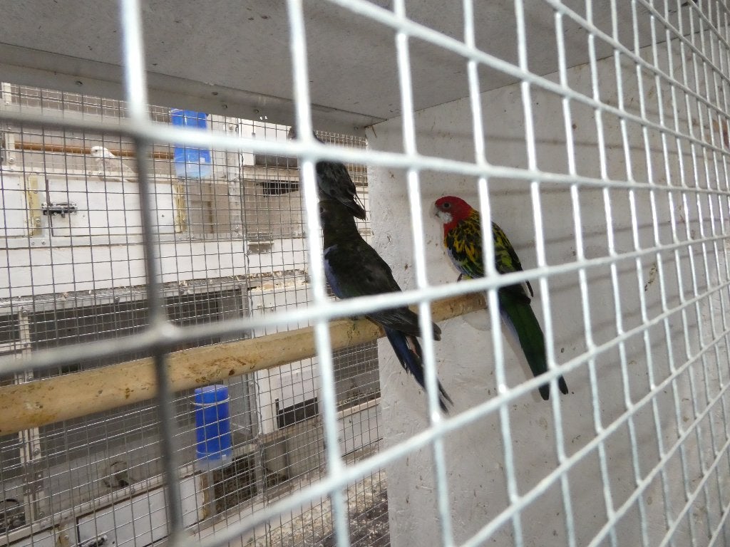 rosella parkieten, Dieren en Toebehoren, Vogels | Parkieten en Papegaaien, Meerdere dieren, Parkiet, Geringd