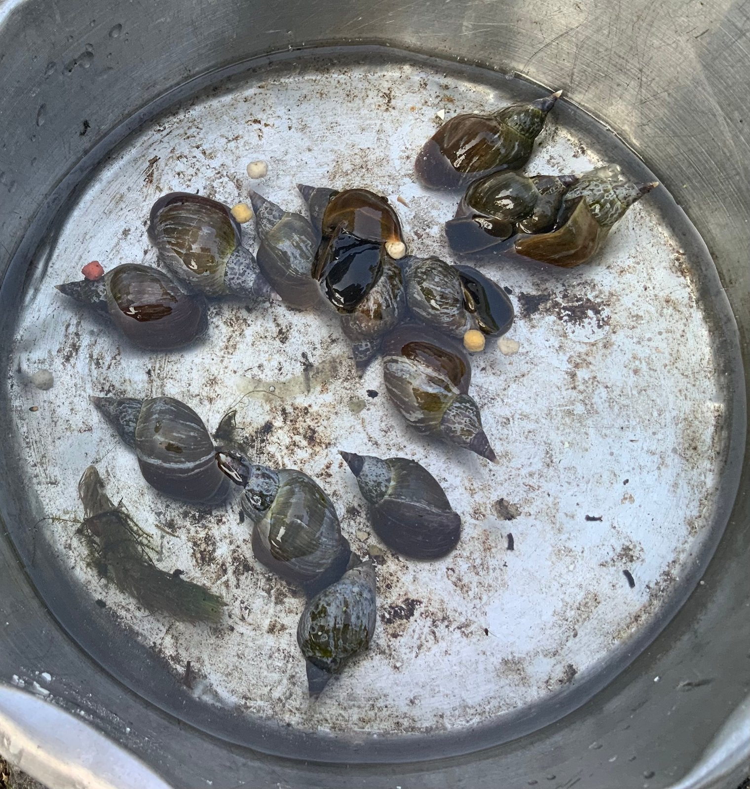 Poelslakken de natuurlijke stofzuigers in je vijver, Ophalen, Nieuw, Overige typen