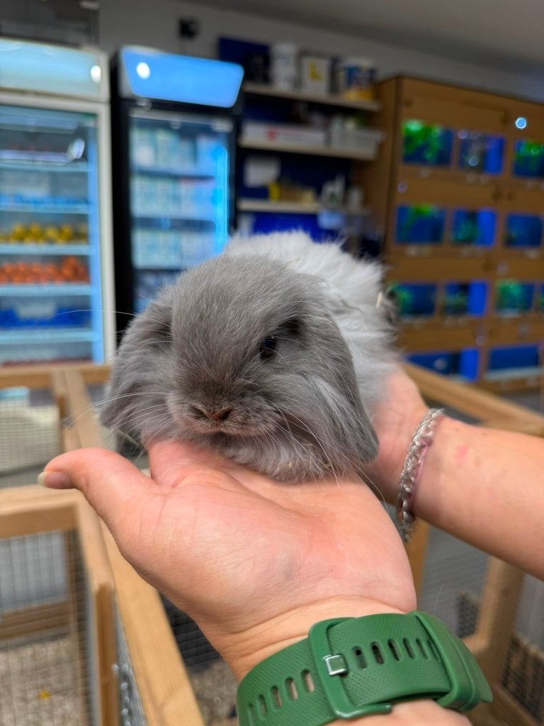 Te koop jonge Nederlandse dwerghangoren hangoor konijnen, Dieren en Toebehoren, Konijnen, Meerdere dieren, Dwerg, Hangoor, 0 tot 2 jaar