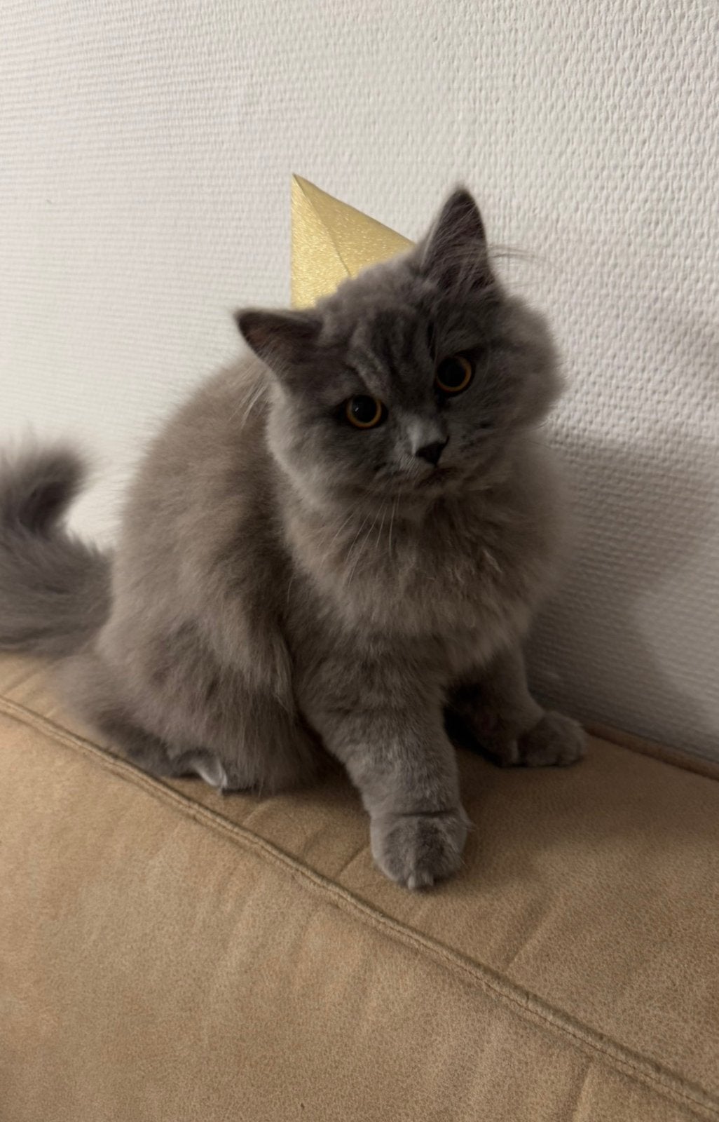 Lieve Britse Langhaar zoekt een fijn en liefdevol huisje ️, Dieren en Toebehoren, Kater, Ontwormd, 0 tot 2 jaar