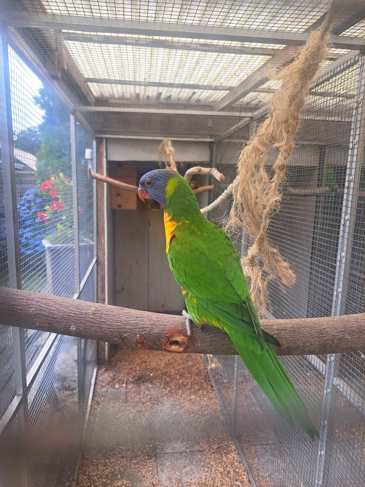 Lory vd blauwe bergen, Dieren en Toebehoren, Vogels | Parkieten en Papegaaien, Geslacht onbekend, Papegaai