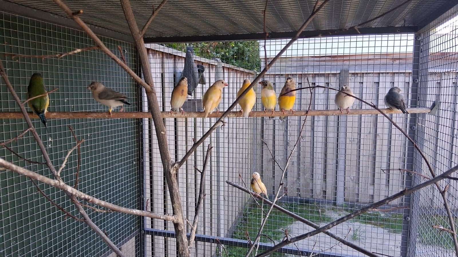 gouldamadines, Dieren en Toebehoren, Meerdere dieren