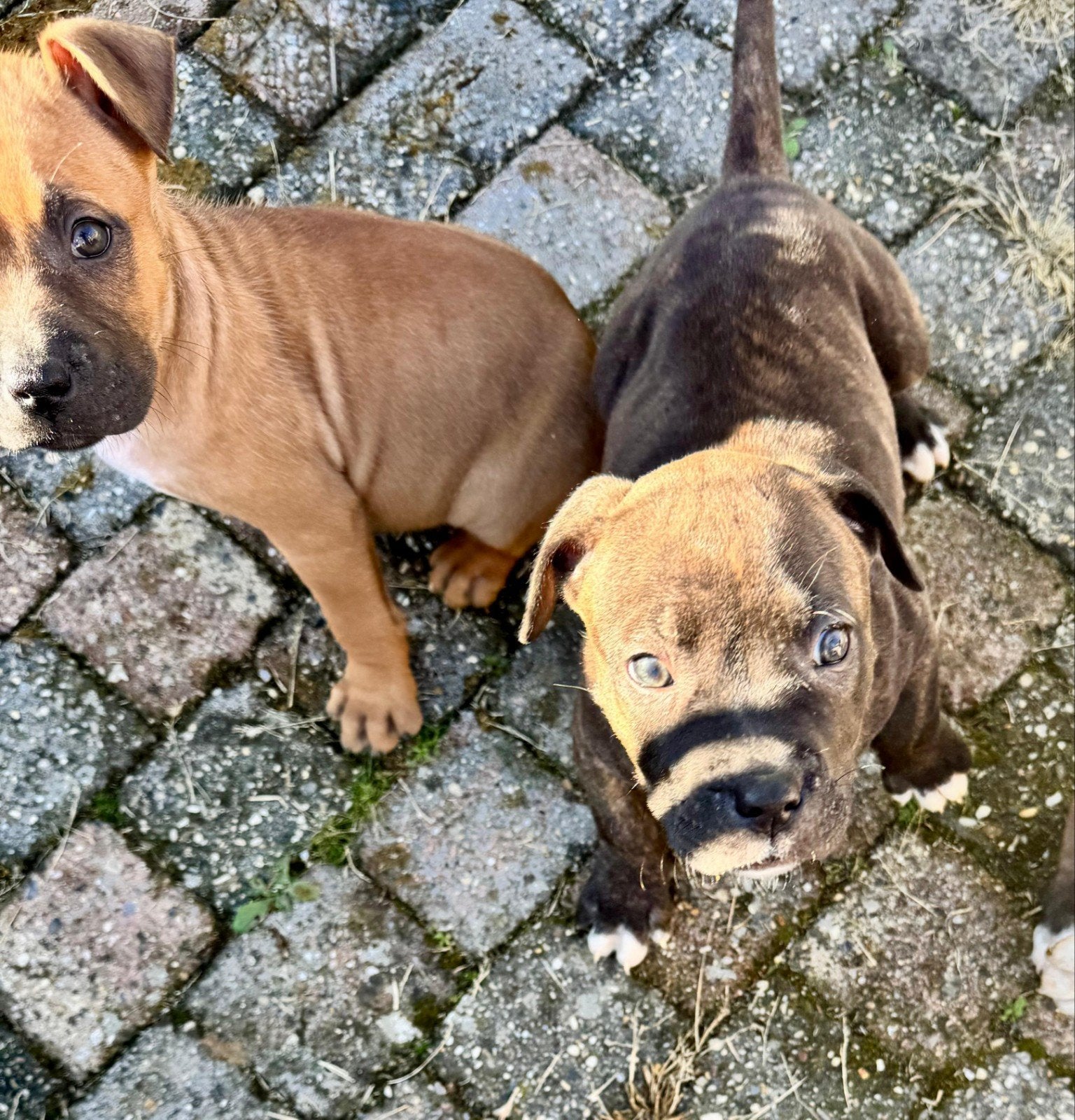 Stafford pups zoeken het perfecte mandje, 8 tot 15 weken, Meerdere, Meerdere dieren, Nederland
