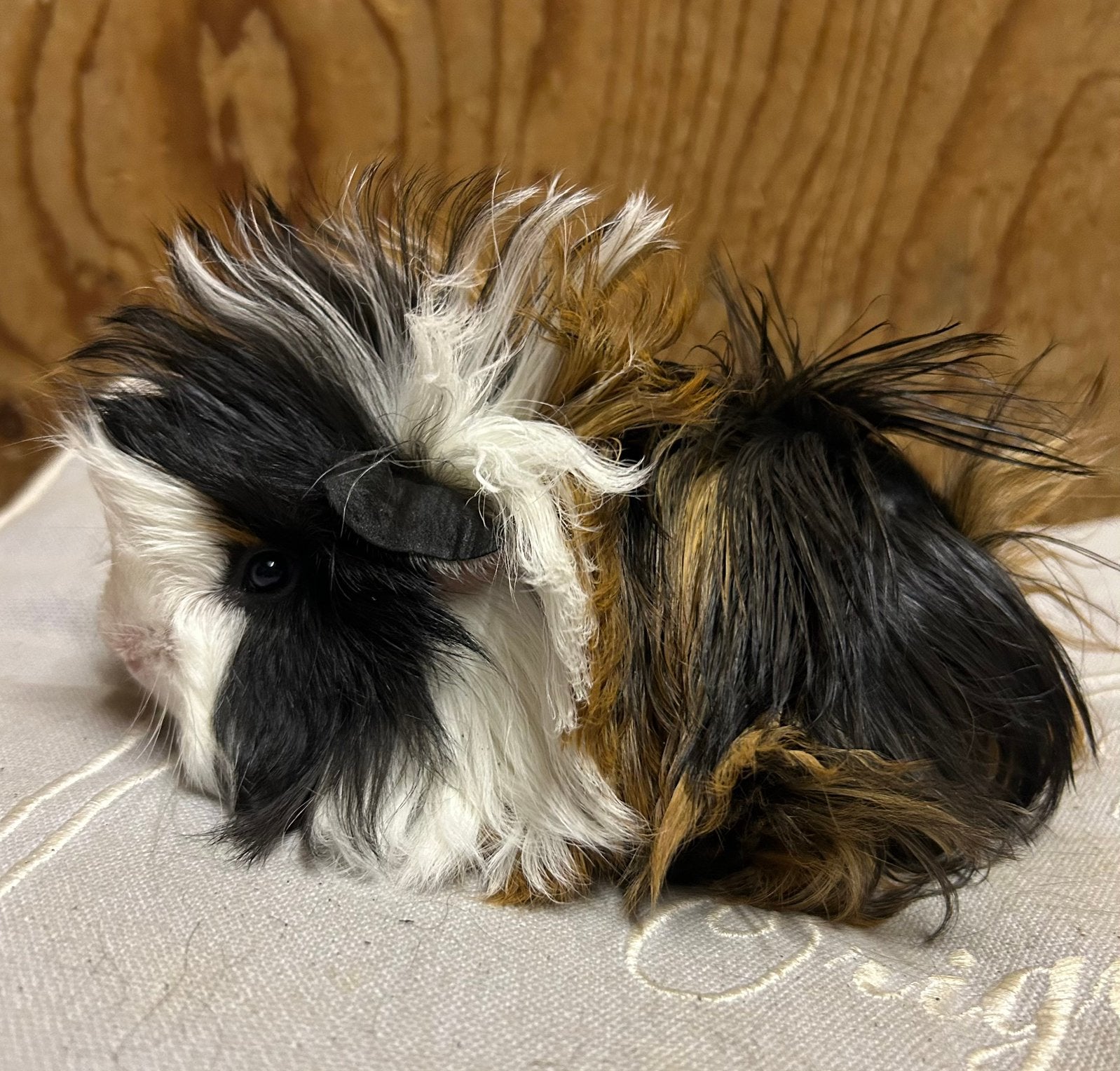 Jong cavia mannetje peruvian, Augustus, Mannelijk, Cavia