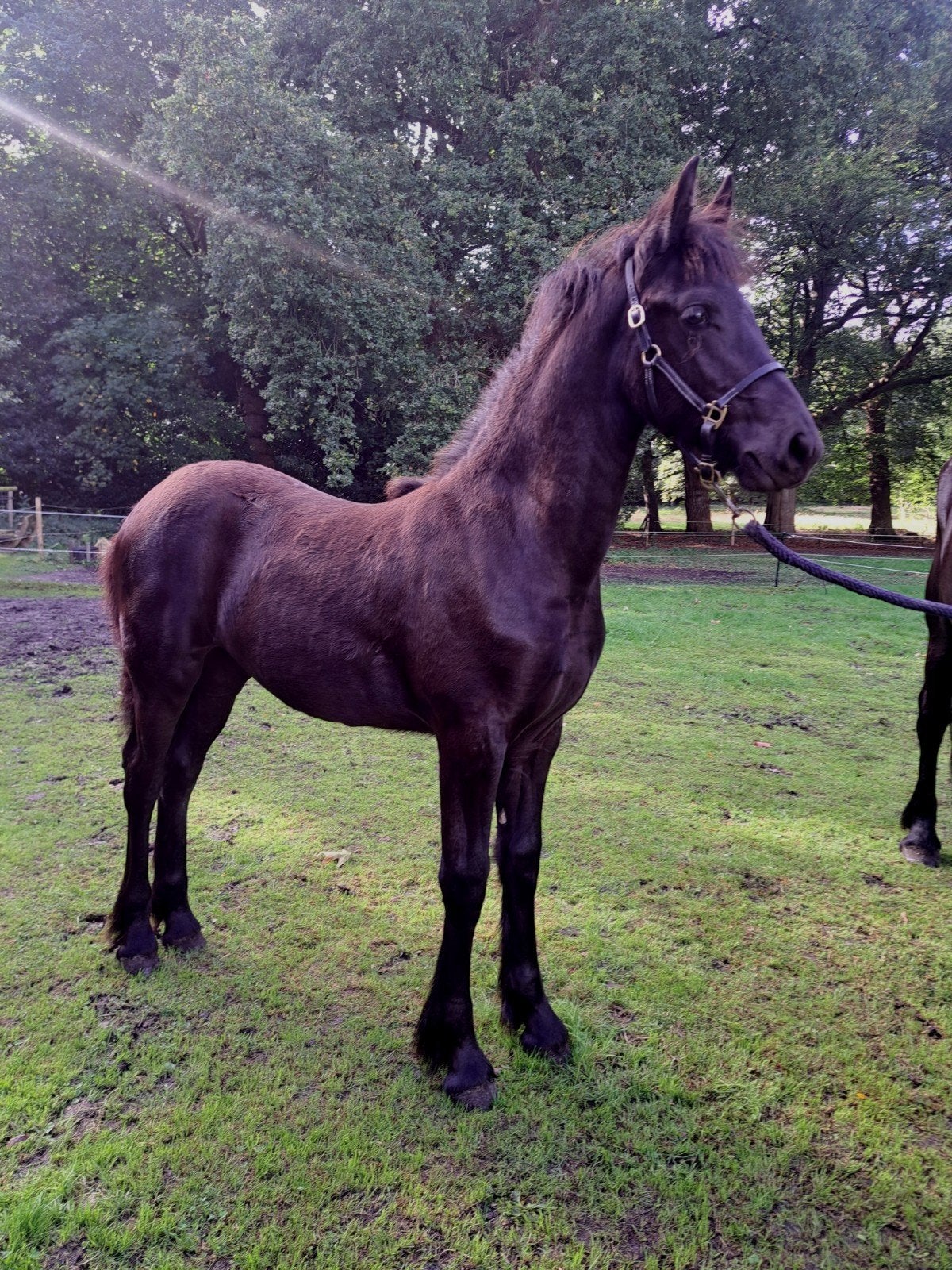 Fries merrie veulen., Dieren en Toebehoren, Merrie, 0 tot 2 jaar