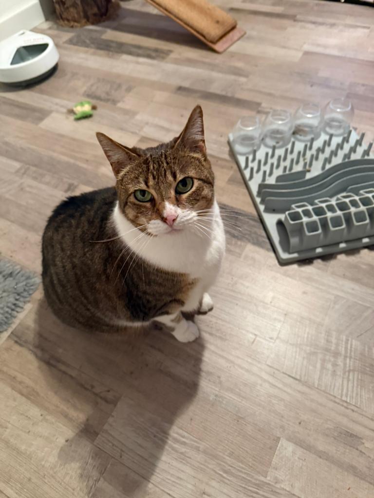 Fijn huisje gezocht voor deze 2 lieverds, Poes