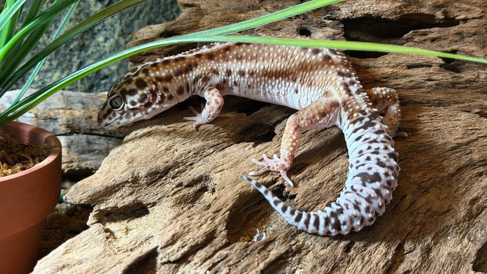 Luipaardgekko met terrarium Leopard Gecko photo 3