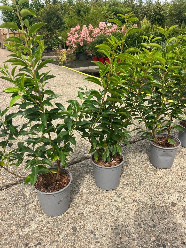Prunus Angustifolia, Portugese Laurier +/-60 cm hoog € 6,95, Haag, Minder dan 100 cm, Ophalen of Verzenden, Laurier