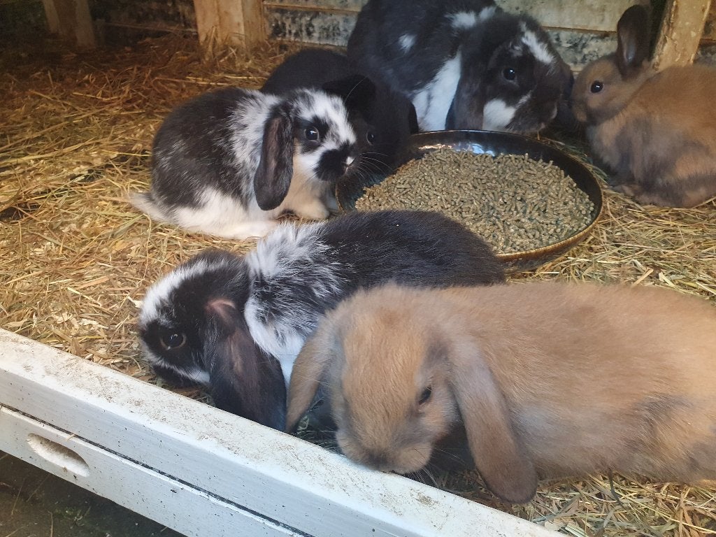 Baby konijntjes hangoor, Mannelijk, Dwerg, Hangoor, 0 tot 2 jaar