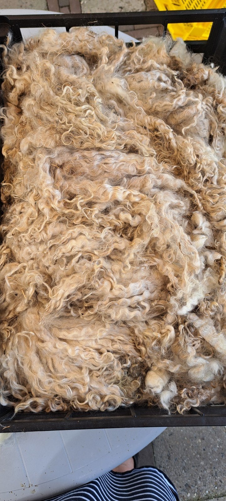 Mohair lange haren - 2.715 kg ongewassen vacht 1, Hobby en Vrije tijd, Stoffen en Lappen, Gebruikt, Wol, Wit, Ophalen of Verzenden