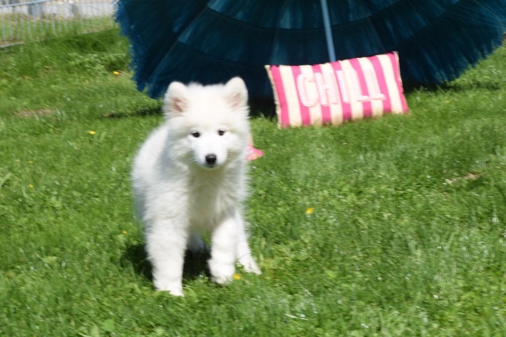 Samojeed pups, 15 weken tot 1 jaar, Overige rassen, Buitenland, Parvo