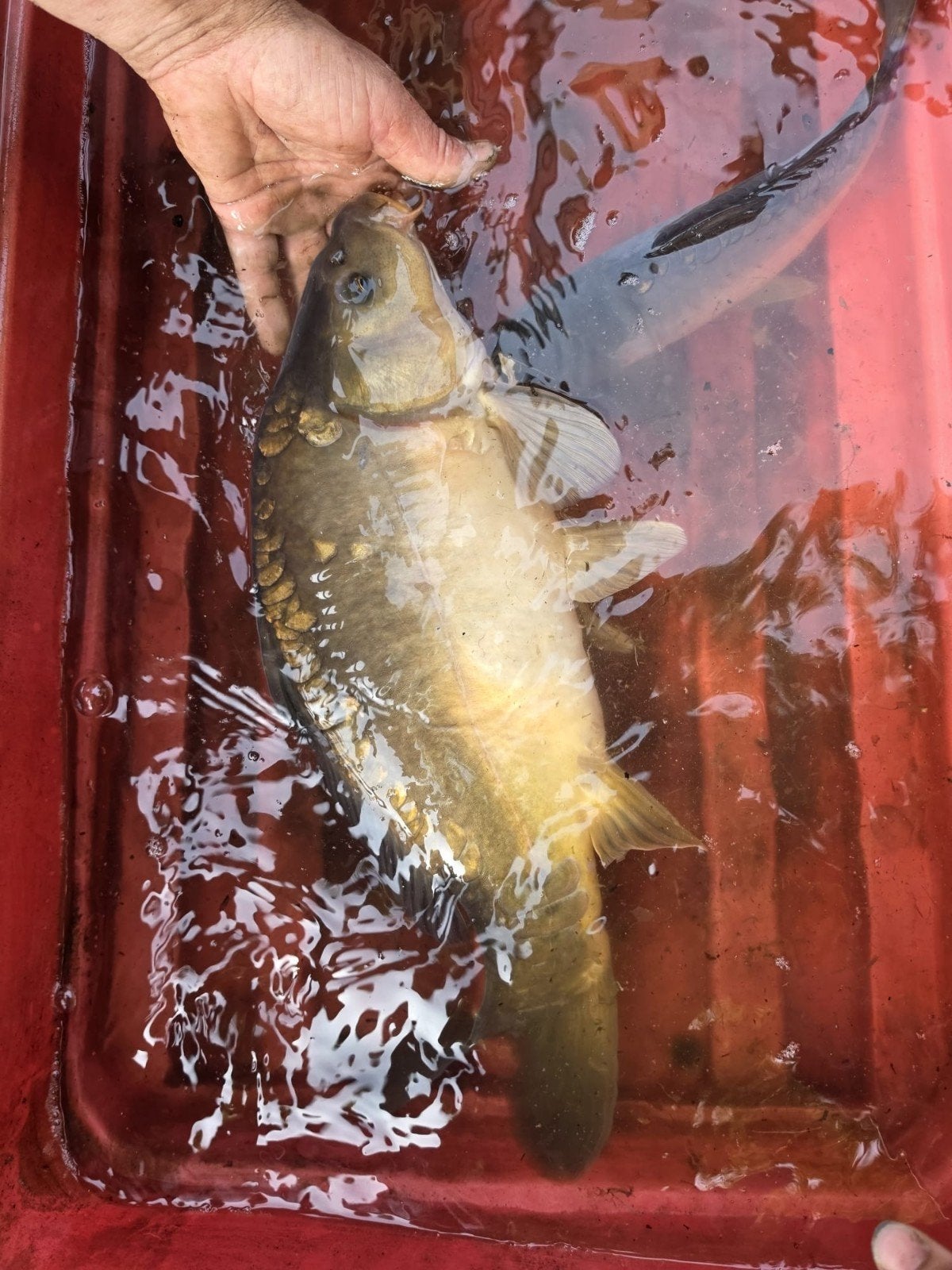 Verschillende karpers, Karper of Koi
